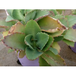 Kalanchoe pinnata planta medicinal