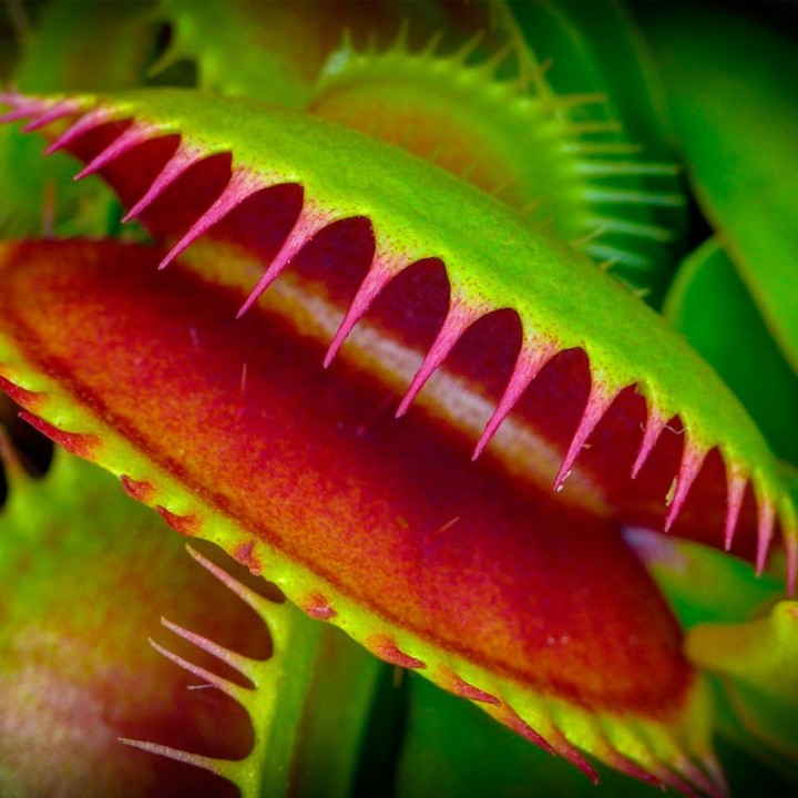 Venus atrapamoscas planta online