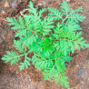 Artemisia annua semillas