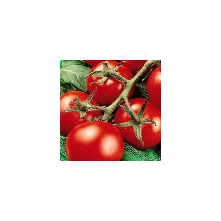 Tomate Moneymaker