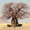 Baobab digitata - Sobre 5 semillas