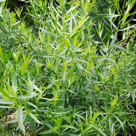 Semillas de Estragón Aromático 70 Semillas de Artemisia Dracunculus Dragoncillo o Tarragón