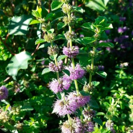 Menta Poleo semillas
