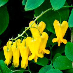 Flor del Corazón Amarilla - 1 planta