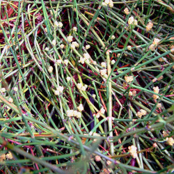 Efedra sinica semillas