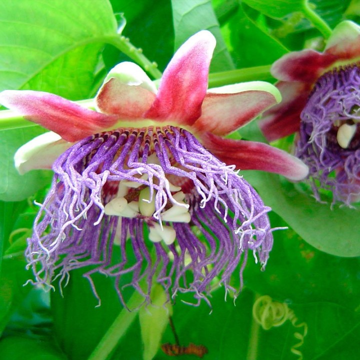 Passiflora quadrangularis - Semillas
