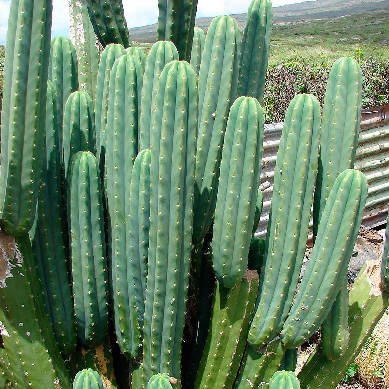 Cactus de San Pedro semillas