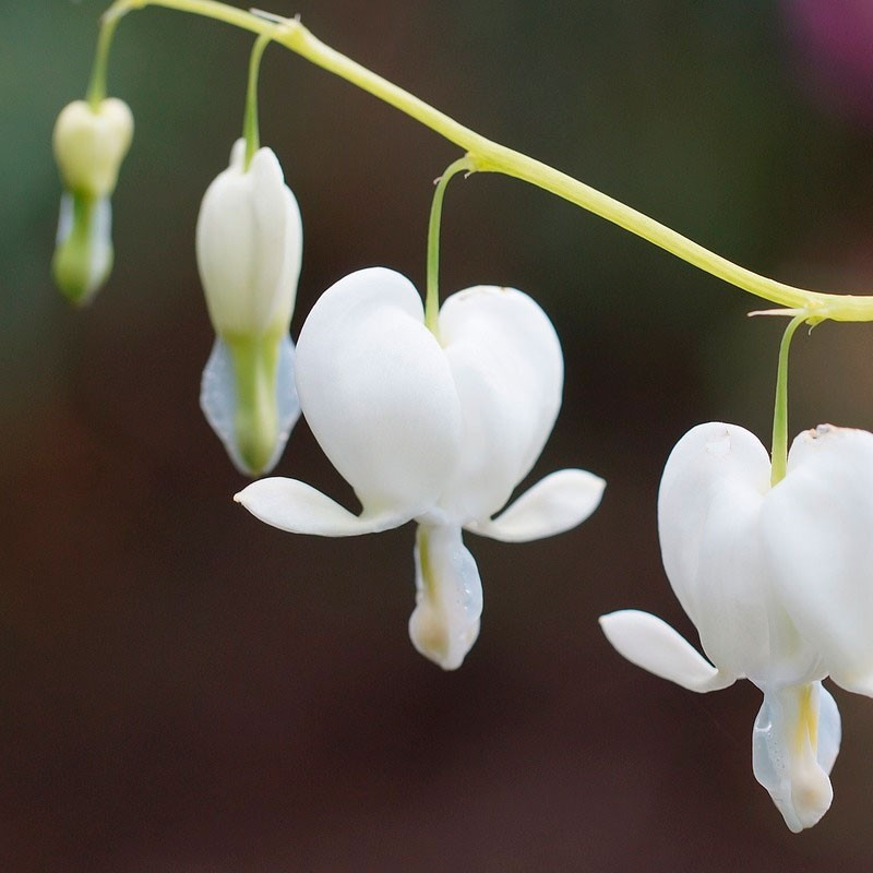 Dicentra spectabilis alba, planta y bulbo de Flor del corazón blanca