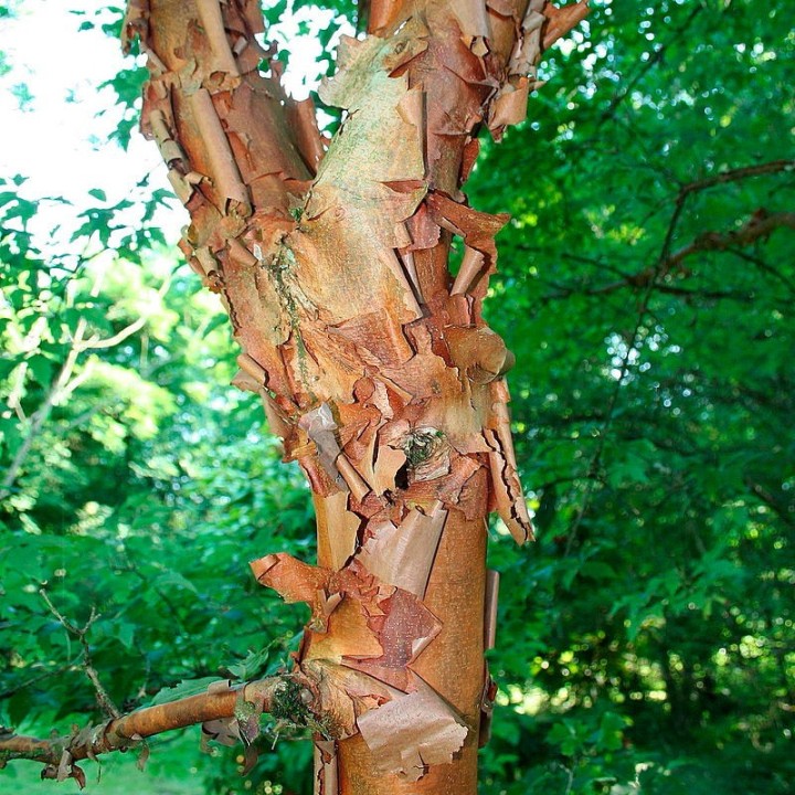 Acer griseum comprar semillas