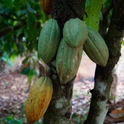 Cacao planta comprar