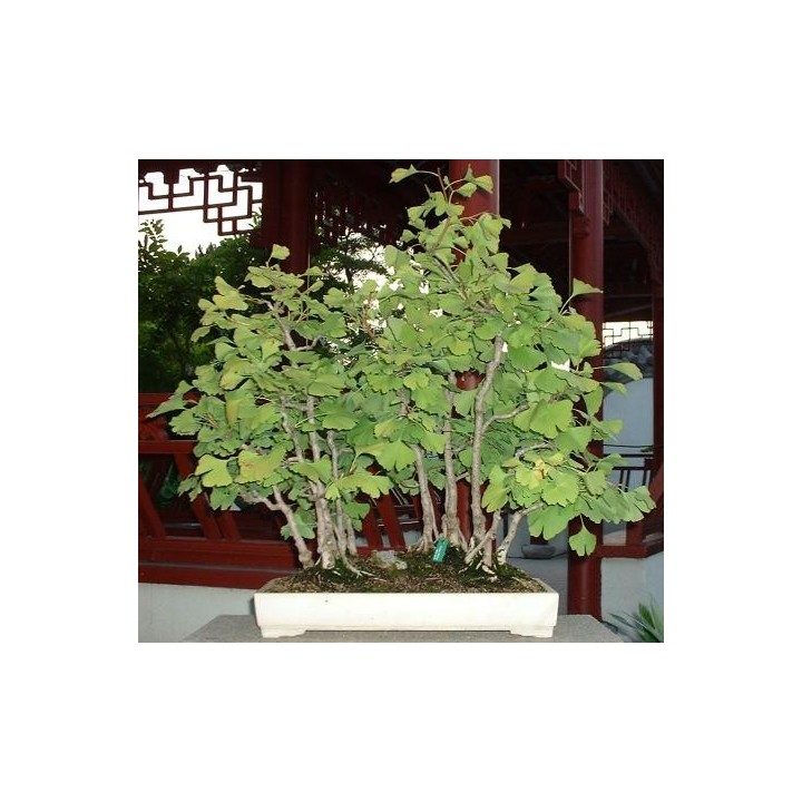 Ginkgo biloba