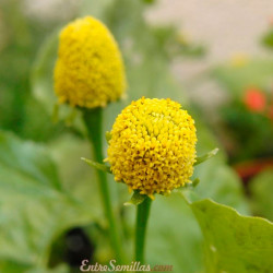 acmella oleracea amarilla semillas