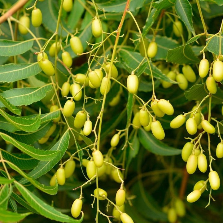 Árbol del Neem semillas
