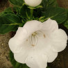 Gloxinia flor blanca - 1 planta
