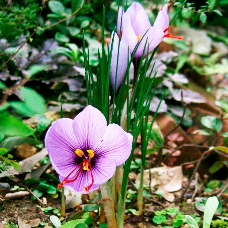 de Azafrán online (Crocus sativus)