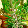 Kalanchoe daigremontiana planta