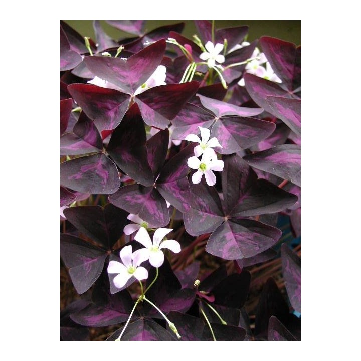 Oxalis púrpura