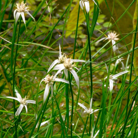 Plantas acuaticas de Rhynchospora colorata o Dichromena Estrella blanca