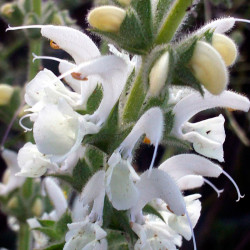 Salvia blanca argentea flores