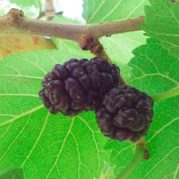 Morera negra - Semillas