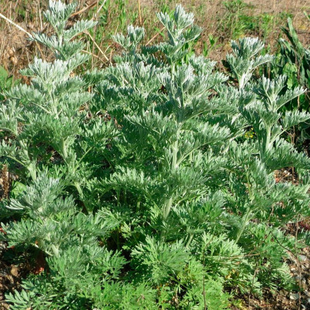 500 semillas Ajenjo Ajenjo Artemisia Absinthium