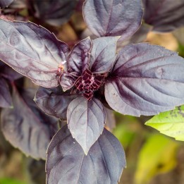 Albahaca morada semillas