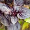 Albahaca morada / Albahaca púrpura - Sobre 100 semillas