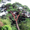 Pino rojo japonés Pinus densiflora semillas