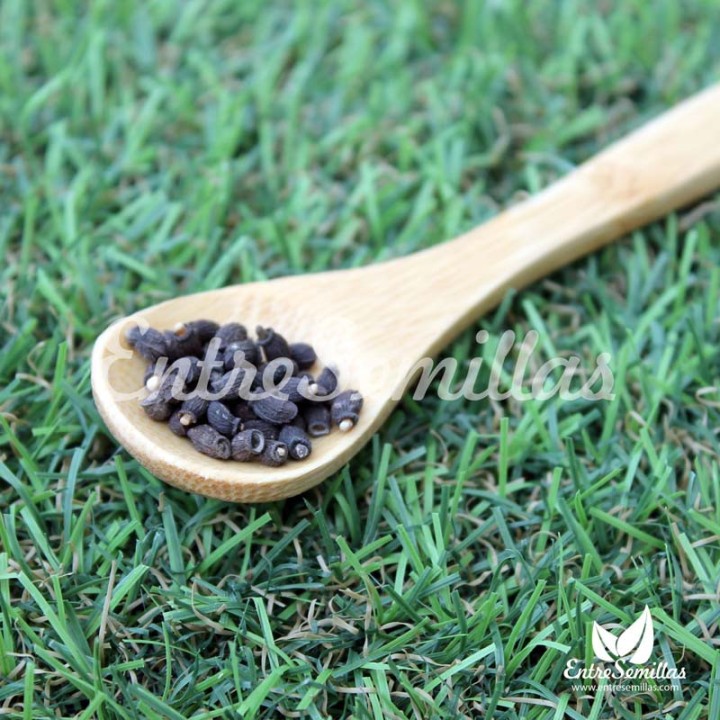 Borraja semillas Borago officinalis