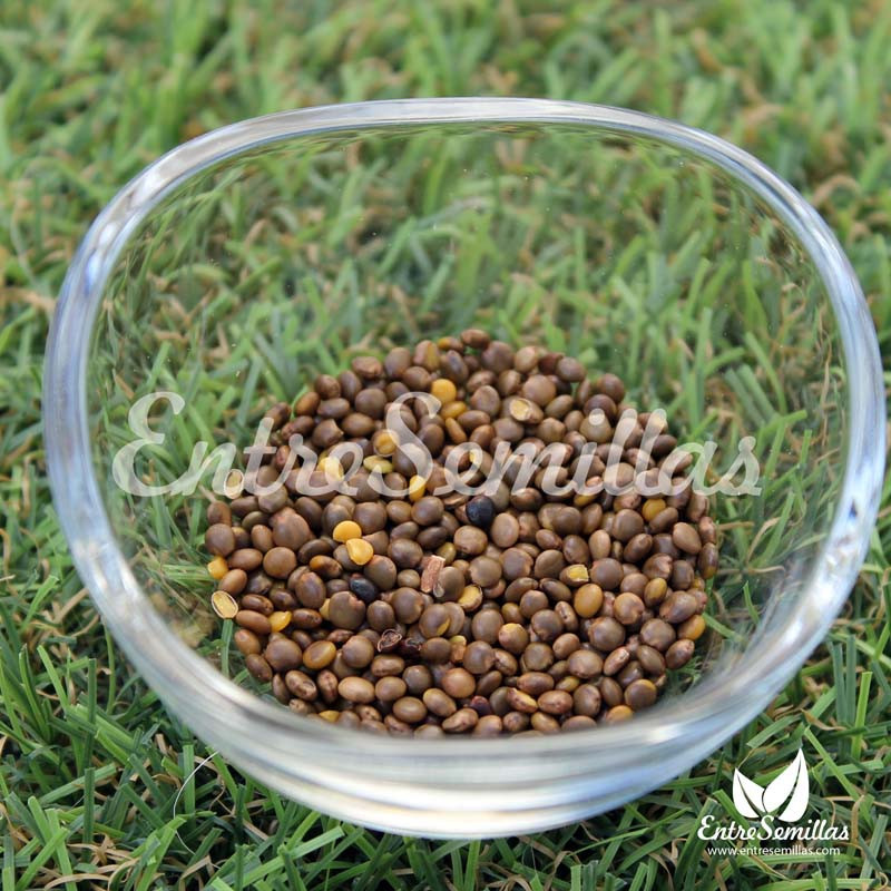 Semillas de Regaliz, Glycyrrhiza glabra, regaliz español planta raiz