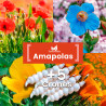 Pack de semillas de Amapolas