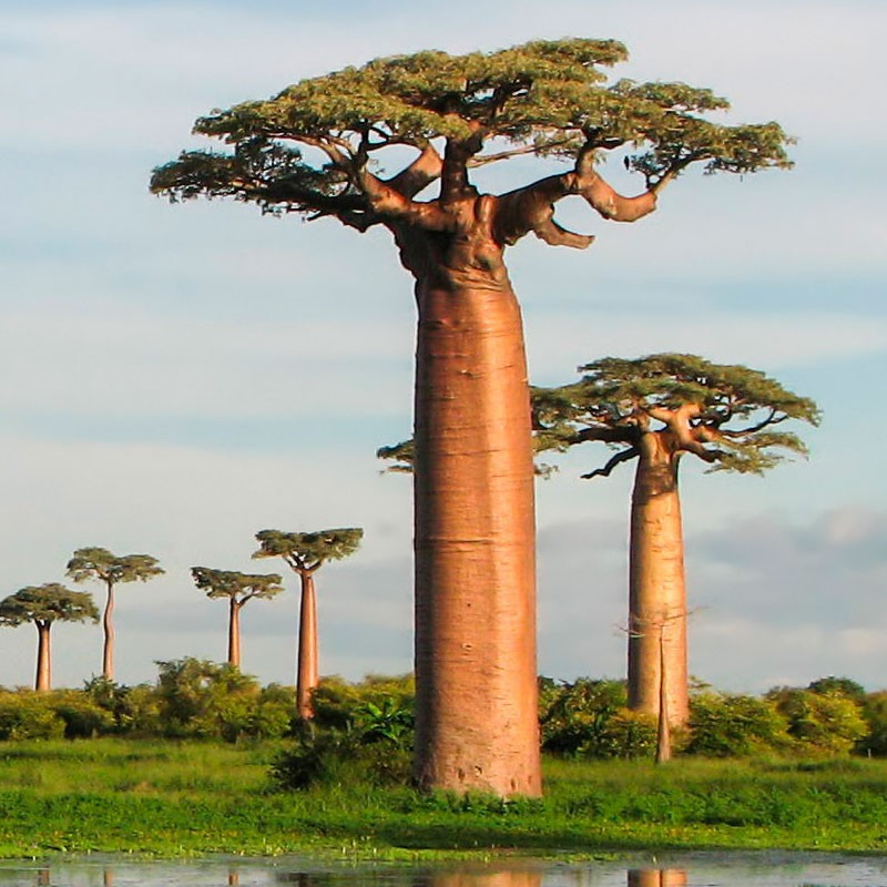 Baobab grandidieri semillas