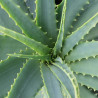 Aloe vera planta