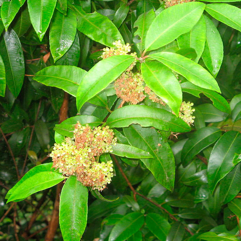 Backhousia citriodora planta