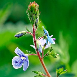 Semillas de Veronica officinalis o Betónica