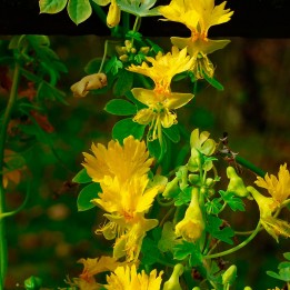 Capuchina amarilla o Flor del canario trepadora en semillas