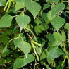 hojas de abedul semillas abedul arbol