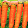 Zanahoria gigante - Sobre 200 semillas