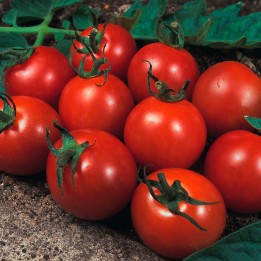 Semillas de Tomate Alicante, variedad mediana y excelente sabor