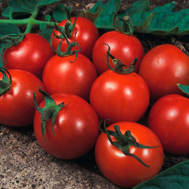 Semillas de Tomate Alicante, variedad mediana y excelente sabor