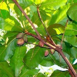 Almendro indio - Semillas