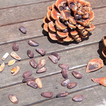 semillas de pino piñonero pinus pinea árbol ornamental fruto piñones