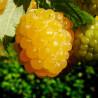 frambueso amarillo planta