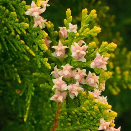 Semillas de Tuya occidental Thuja Tuja piramidalis