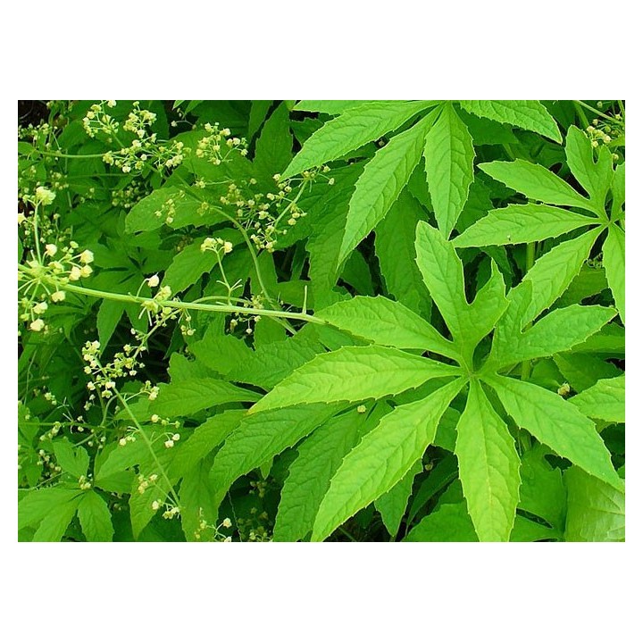 Caigua / Achocha / Achojcha