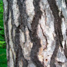 tronco pinus nigra semillas