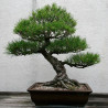 Pino negro Japonés / Pinus Thunbergii - 20 semillas