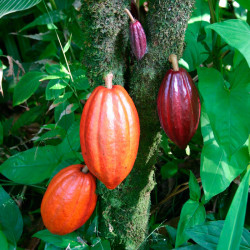 semillas frescas de cacao