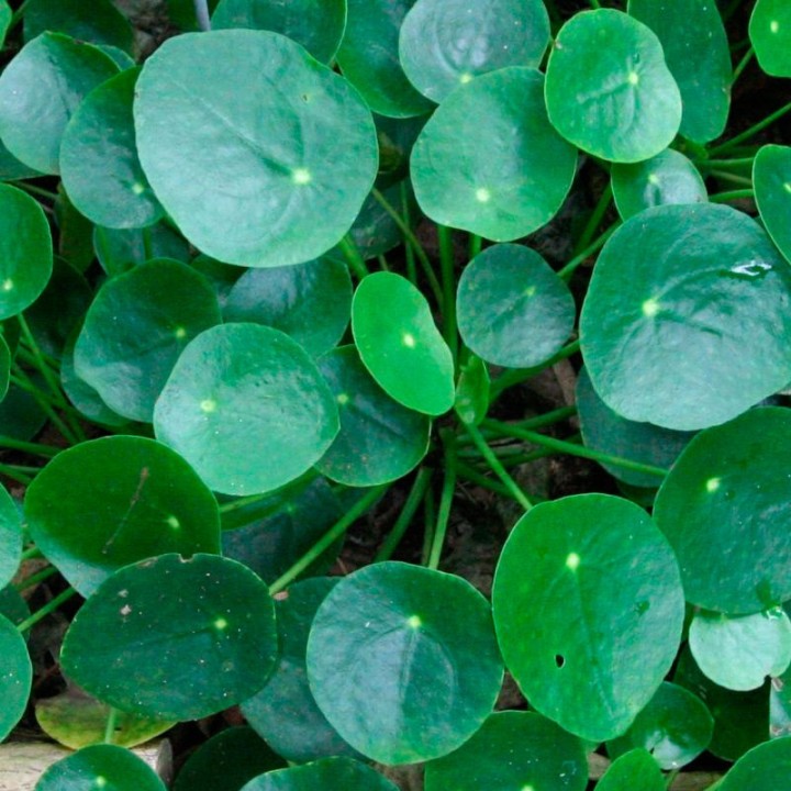 Pilea - Planta