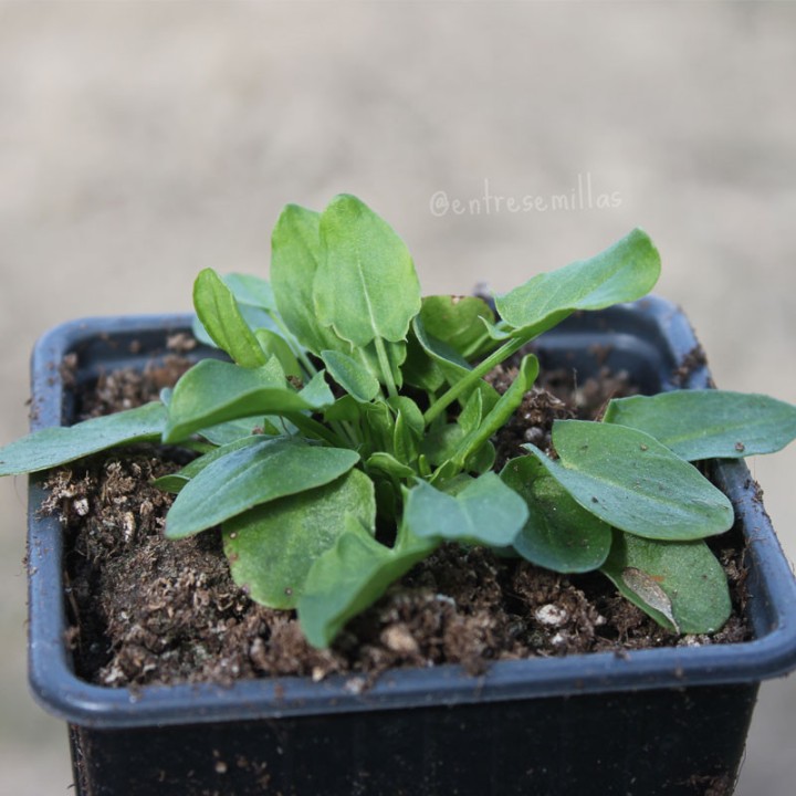 Plantas de Acedera (Rumex acetosa) | Comprar plantas online